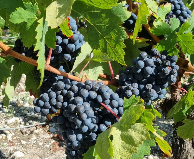 Design sans titre(66)